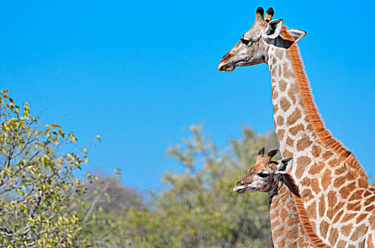 长颈鹿,成年,幼兽,埃托沙国家公园,纳米比亚,非洲