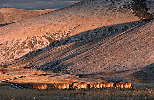 马,牧群,自然保护区,蒙古