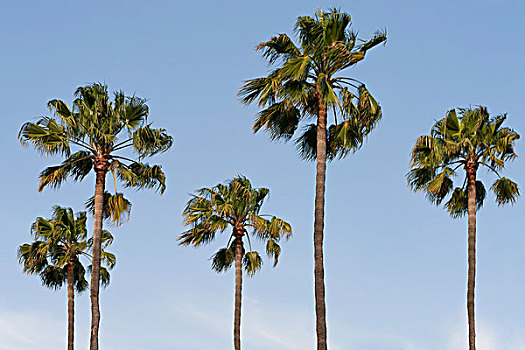 五个,棕榈树,洛杉矶,加利福尼亚,美国,北美