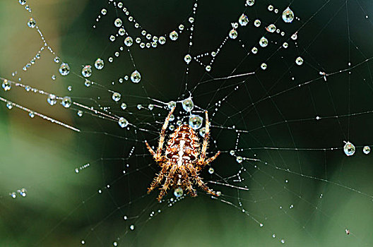 蜘蛛,园蛛属,蜘蛛网,露珠,北莱茵威斯特伐利亚,德国,欧洲