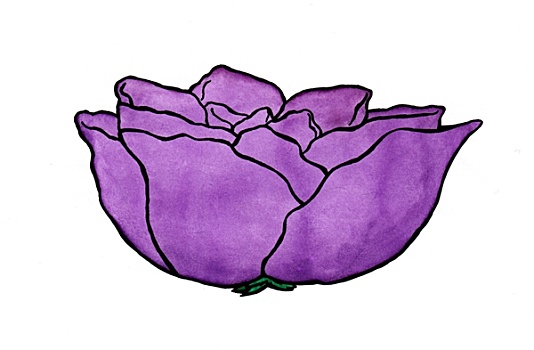 紫罗兰,玫瑰