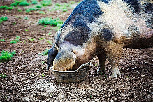 猪,喝,桶,泥,地点