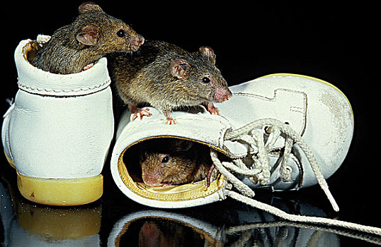家鼠,小鼠,玩,童鞋