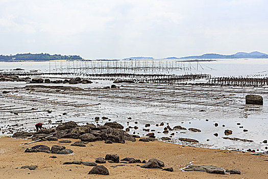 闽南沿海海带养殖地