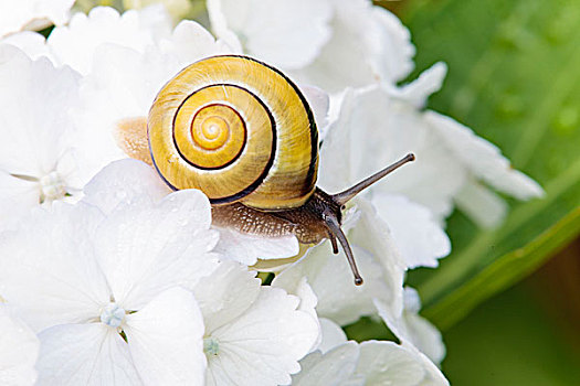 蜗牛,八仙花属,花
