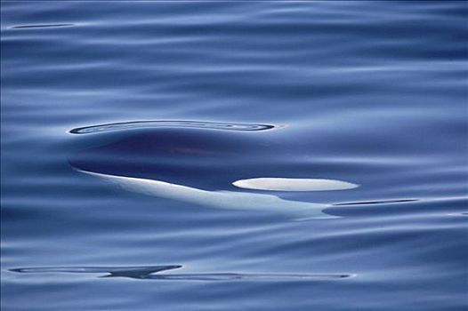 逆戟鲸,仰视,水面,不列颠哥伦比亚省,加拿大