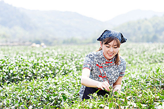 美女,亚洲人,女孩,传统服装,挑选,茶