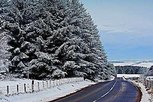 苏格兰,道路,过去,针叶树,树林,积雪,风景,冬天