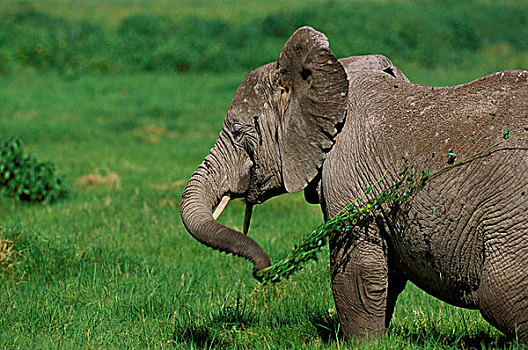 非洲象,成年,吃饭,吃,高草,肯尼亚
