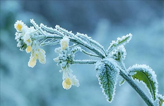 白霜,遮盖,北莱茵威斯特伐利亚,德国