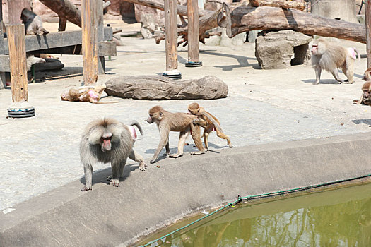 阿拉伯猿猴