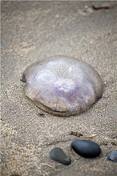 水母,鹅卵石
