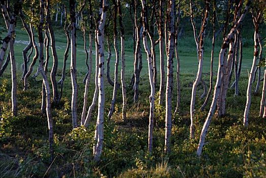 密集,绒毛,桦树,树林,国家公园,拉普兰,瑞典