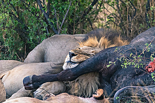博茨瓦纳,乔贝国家公园,萨维提,雄性,狮子,睡觉,死,南非水牛,吃