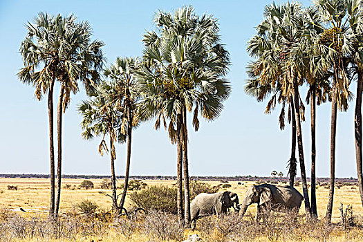 大象,吃,棕榈树,靠近,手掌,水潭,埃托沙国家公园,纳米比亚