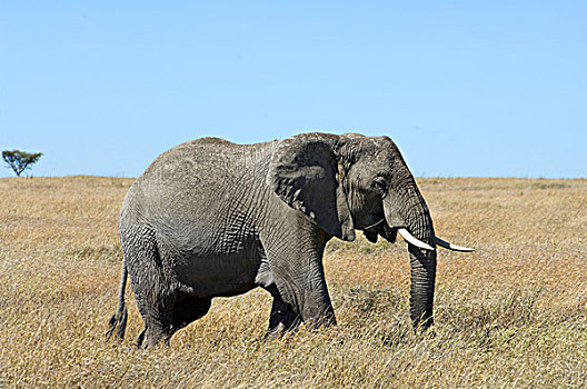 大象,非洲象,西部,塞伦盖蒂,坦桑尼亚,非洲