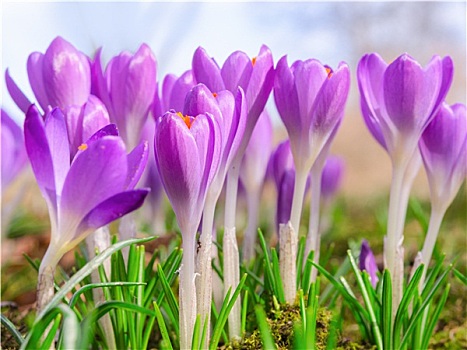 漂亮,春天,盛开,紫色,藏红花,花