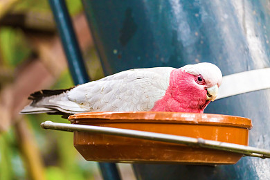 粉红凤头鹦鹉图片