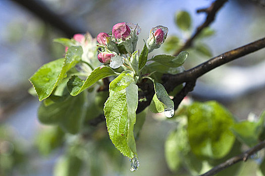 苹果树,花蕾,遮盖,霜,靠近,安大略省,加拿大