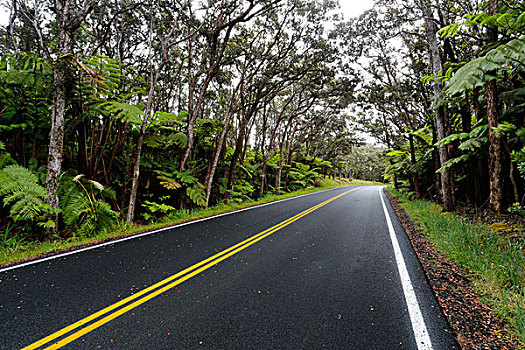 道路,雨林,靠近,火山岩,火山国家公园,夏威夷大岛,夏威夷,美国