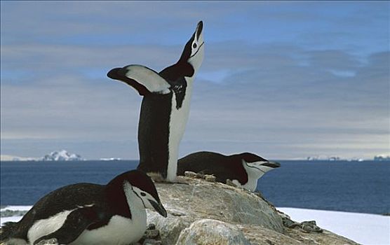 帽带企鹅,南极企鹅,成年,展示,区域,南极