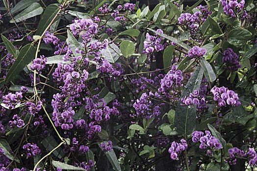 盛开,紫色,呼吸,植物