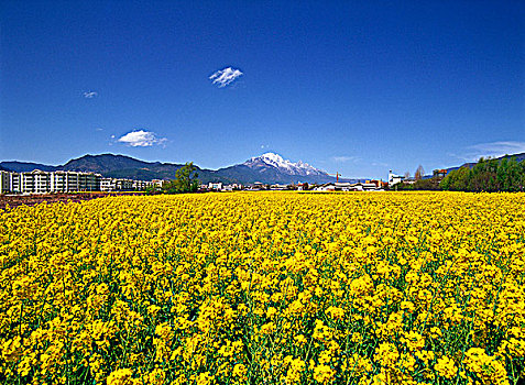 山,花,地点,丽江,云南,中国