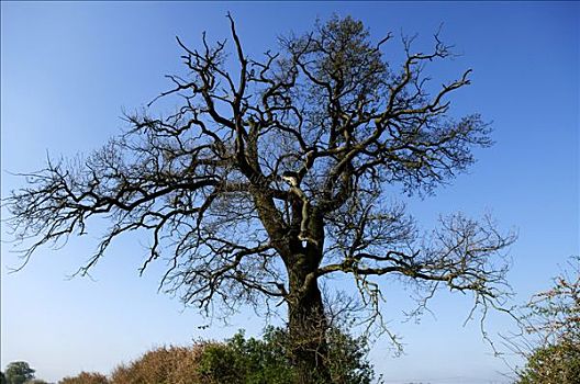 大,空,橡树,栎属,梅克伦堡前波莫瑞州,德国,欧洲