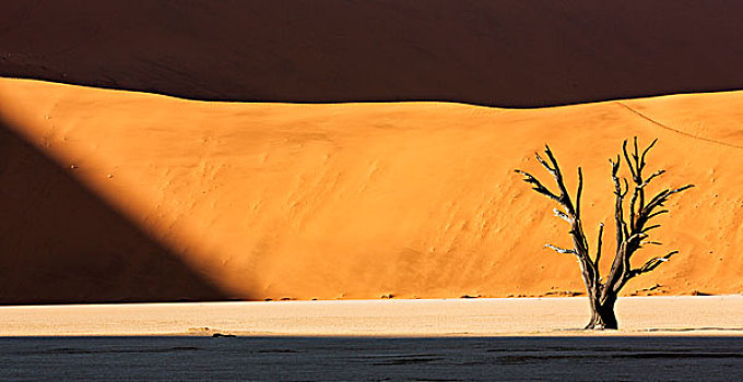 非洲,纳米比亚,纳米比诺克陆夫国家公园,死亡谷,枯木,光亮,阳光,画廊