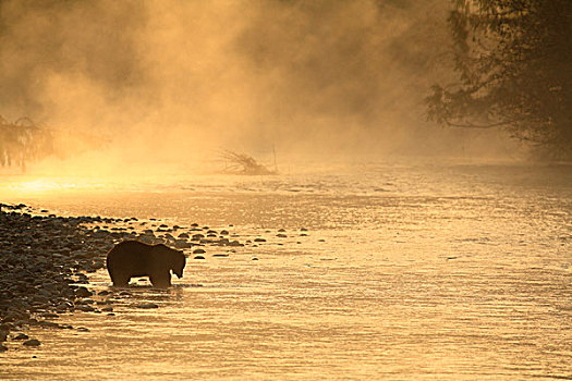 大灰熊,棕熊,河,日出