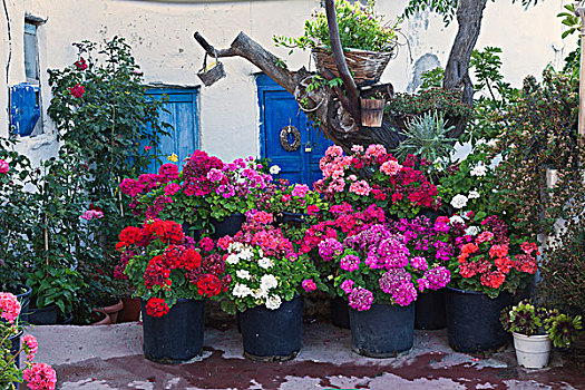 花,米克诺斯岛,希腊