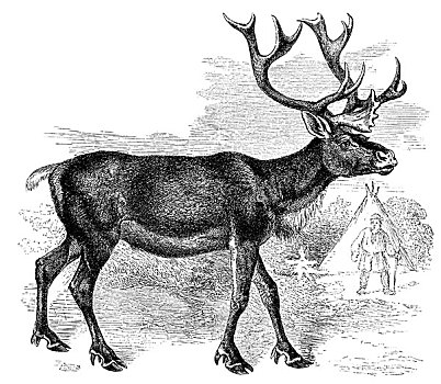 历史,插画,驯鹿,驯鹿属,19世纪,百科全书