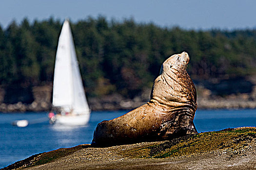 海狮,北海狮属,晒太阳,石头,不列颠哥伦比亚省,加拿大