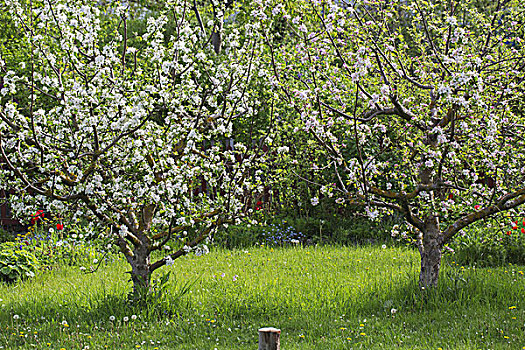 花,苹果树,花园