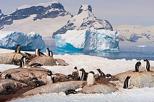 雷麦瑞海峡,南极,巴布亚企鹅,生物群,前景,冰山,山,背景