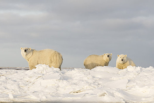 女性,北极熊,一对,幼兽,冰冻,向上,区域,北极圈,国家野生动植物保护区,阿拉斯加