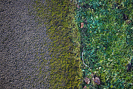 苔藓,小路,边缘,俯视