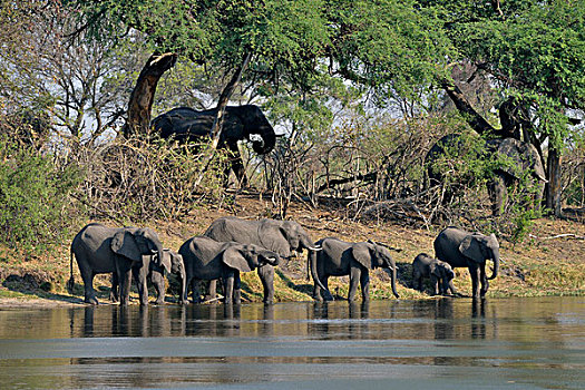 非洲象,牧群,喝,河,国家公园,赞比西河,区域,细条,纳米比亚,非洲