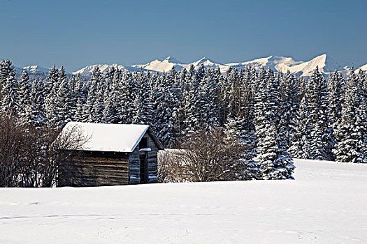 积雪,小屋,艾伯塔省,加拿大