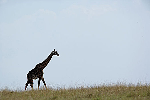 长颈鹿,剪影,日出,马赛长颈鹿,马塞马拉野生动物保护区,肯尼亚