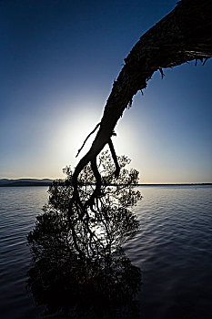 剪影,树,弯曲的,朝,水,无人,维多利亚,澳大利亚