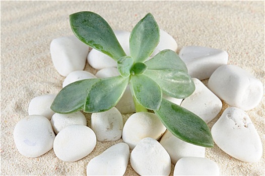 植物,石头,沙