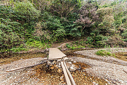 江西省婺源县山区原始森林自然环境景观