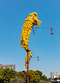舞狮,春节,庆典,庙会,中国文化