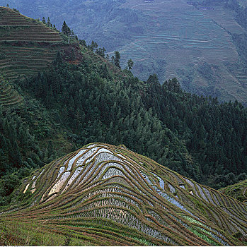 阶梯状,稻田,龙山,中国