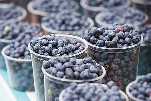 有机,蓝莓,农贸市场