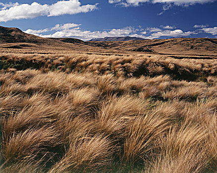 新西兰,南岛,峡湾国家公园,红色,草丛,区域,大幅,尺寸