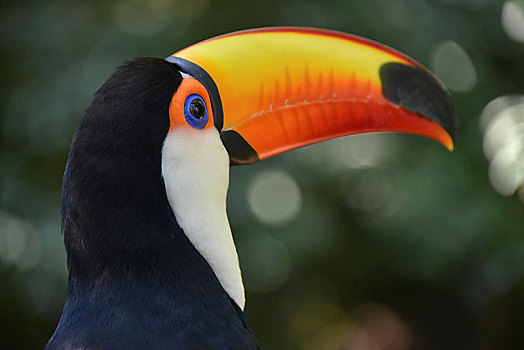 托哥巨嘴鸟,伊瓜苏,波多黎各,阿根廷,南美
