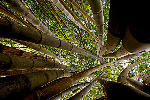 竹子,茎,树林,灌木丛,国家,公园,斯里兰卡,亚洲