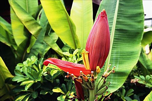 芭蕉属植物,风景,牙买加